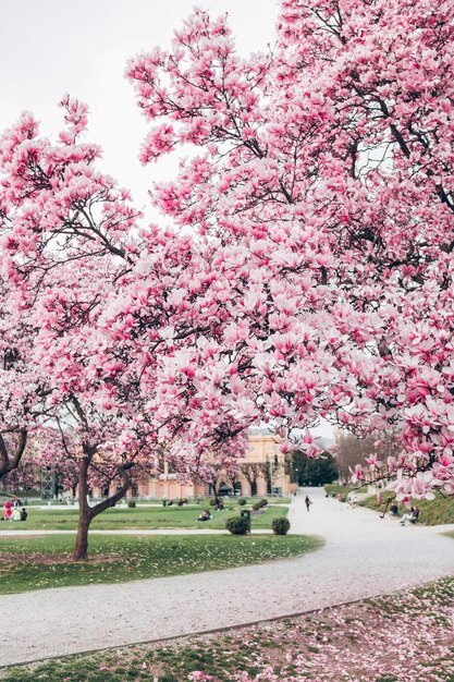 Een foto van een park met een roze magnoliaboom op de voorgrond