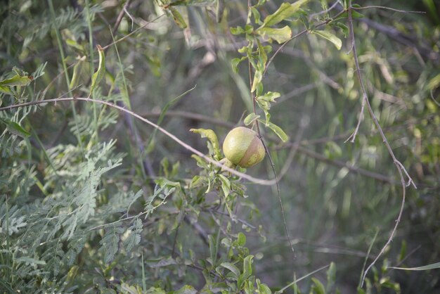 Een foto van natuurlijke groene planten in een van de boerderijen landbouwgronden de schoonheid van de natuur in Pre