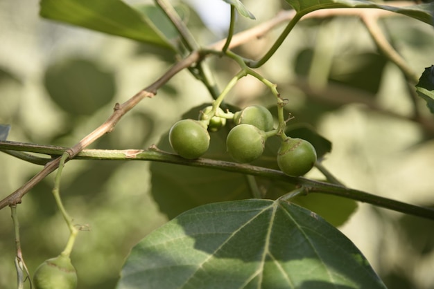 Een foto van natuurlijke groene planten in een van de boerderijen landbouwgronden de schoonheid van de natuur in Pre