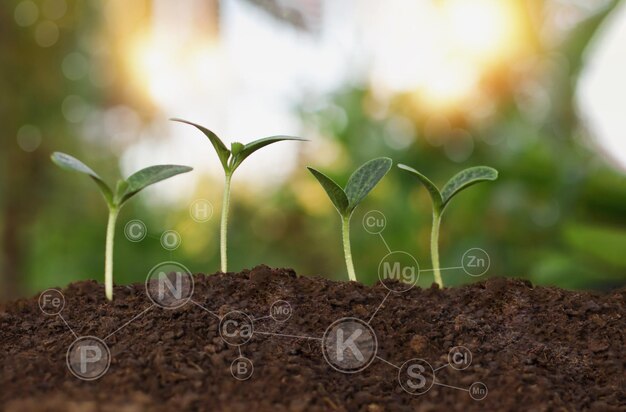 Een foto van planten met het woord gran erop