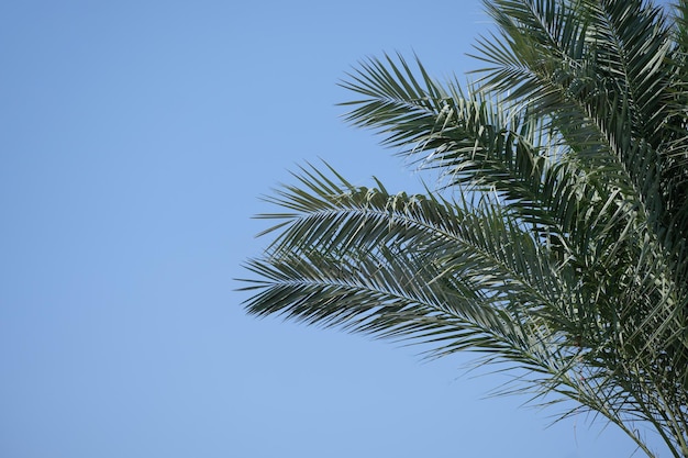 Een fragment van een palmboom tegen een strakblauwe lucht