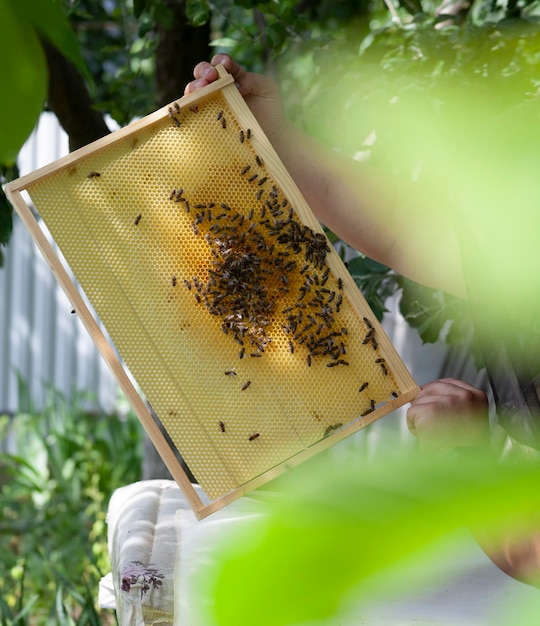 Een frame met honingraten en een stel bijen die net zijn begonnen met werken en de honingraten vullen met honing Foto met vage boombladeren op de voorgrond