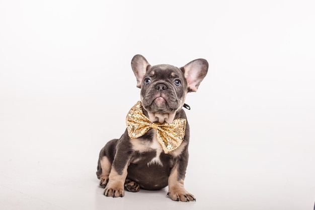 Een frans buldogpuppy in de vlinder van het carnaval van een heer is geïsoleerd op een witte achtergrond