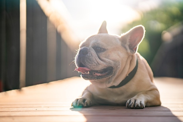 Een franse buldog die op een dek in de zon ligt