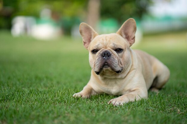 Een franse buldog die op het gras legt