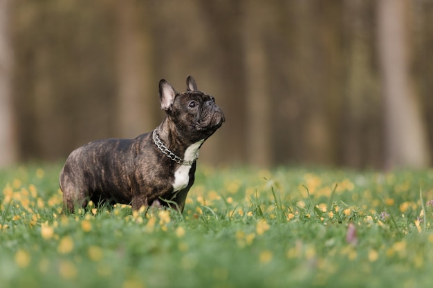 Foto een franse buldog die zich in een gebied bevindt