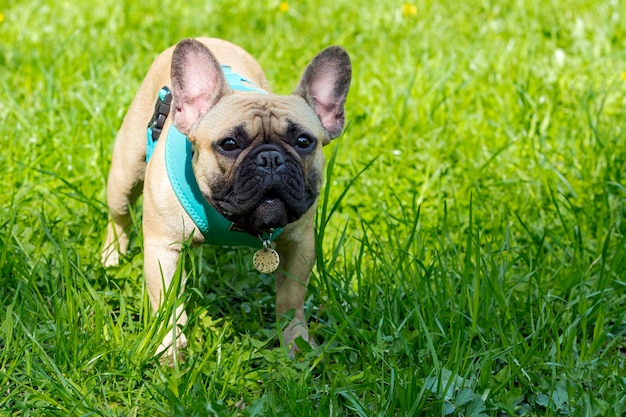 Een franse buldog in een grasveld