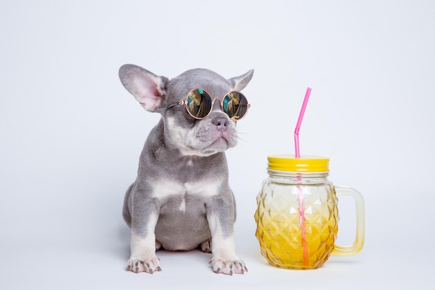 Een Franse buldogpuppy in zonnebril op een witte achtergrond het concept recreatiehumor