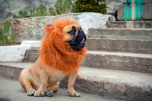 Een Franse bulldog in de vorm van een leeuw loopt op straat