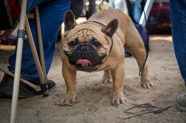 Een Franse bulldog op een hondenshow. ...