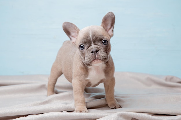 Een Franse bulldog pup staat op een blauwe achtergrond