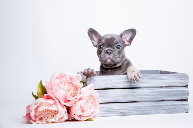 Een Franse bulldog puppy in een mand met bloemen op een witte achtergrond