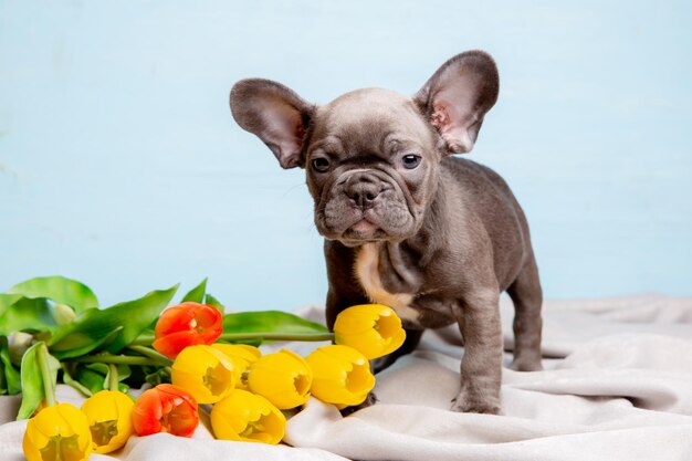 Foto een franse bulldog puppy op een blauwe achtergrond met een boeket lentebloemen