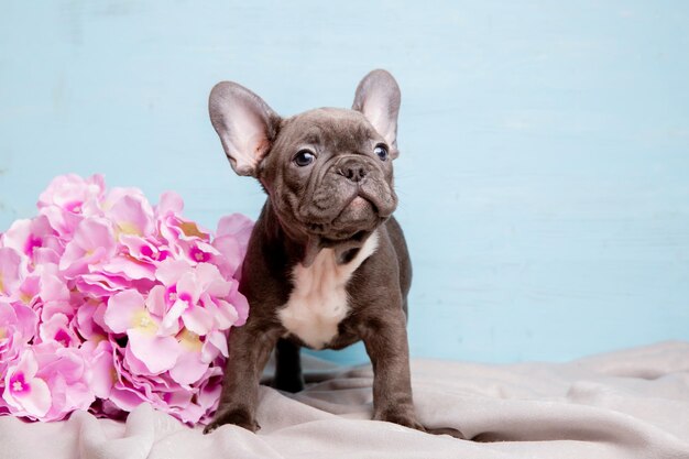 Een Franse bulldog puppy op een blauwe achtergrond met een boeket lentebloemen