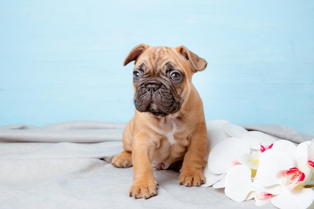 Een Franse bulldog puppy op een blauwe achtergrond