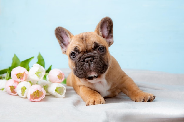 Een Franse bulldog puppy op een blauwe achtergrond