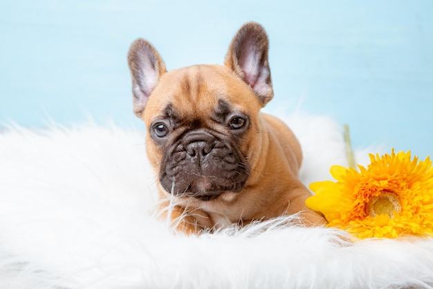 Een Franse bulldog puppy op een blauwe achtergrond