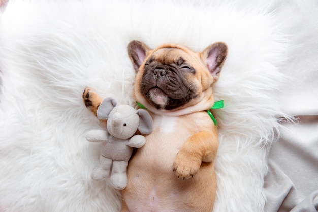 Een Franse bulldog-puppy slaapt met een speeltje op een deken