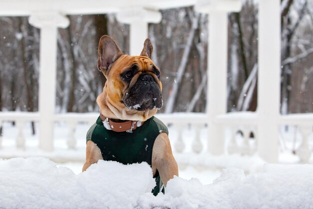 Een Franse bulldog speelt in de sneeuw