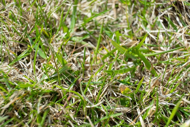 Een gazon met gedroogd grasgras na winterverticuteren en beluchten