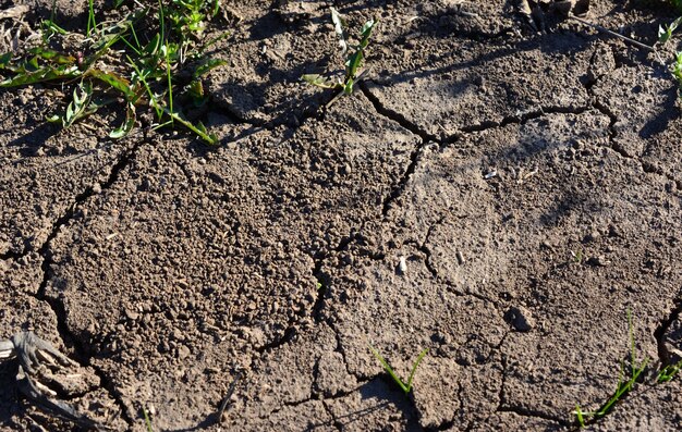 een gebarsten bodem met wat groen gras behang