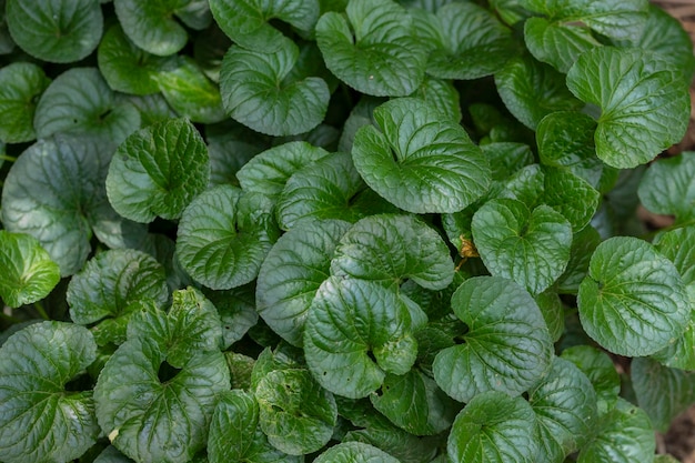 Een gebladerte op de grond van asarum-planten die het frame vullen met bladeren