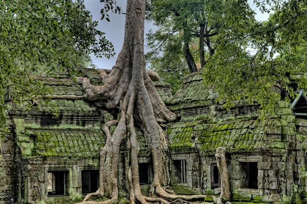 Foto een gebouw met een boom die erop groeit