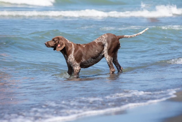 Een gechipte zwerfhond gaat de zee in om te zwemmen