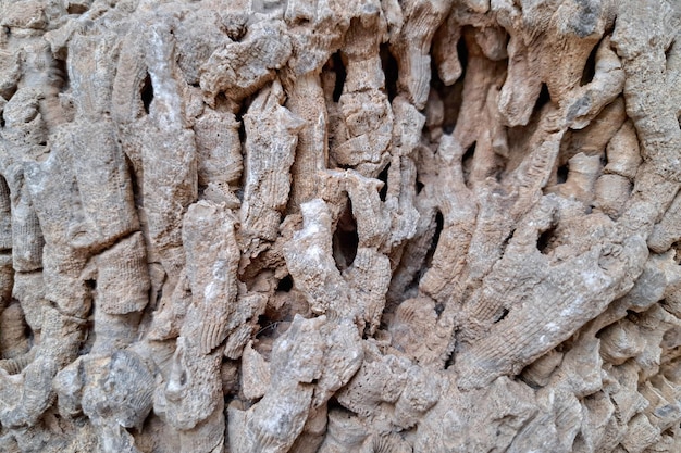Een gedetailleerd beeld van gefossiliseerde koralen