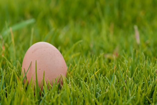 Een gedetailleerde close-up van kippeneieren op gras