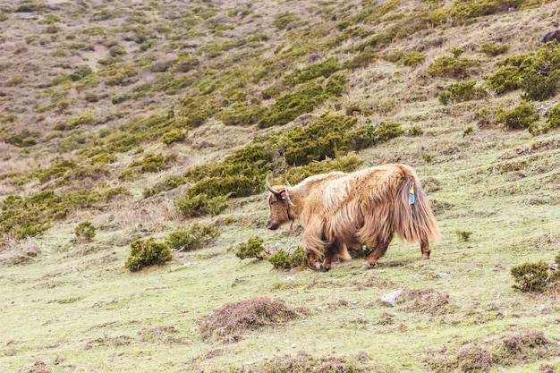 Een gedomesticeerde yak rent van een berghelling in het Himalayagebergte