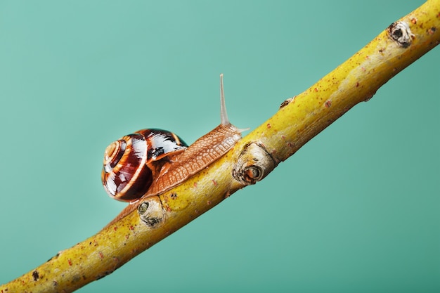 Een geduldige slak met hoorns en een grote schelp kruipt langs een tak op een groene achtergrond. Vrije ruimte, het concept van het geduldig overwinnen van moeilijkheden