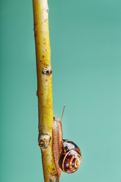 Een geduldige slak met hoorns en een grote schelp kruipt langs een tak op een groene achtergrond. Vrije ruimte, het concept van het geduldig overwinnen van moeilijkheden