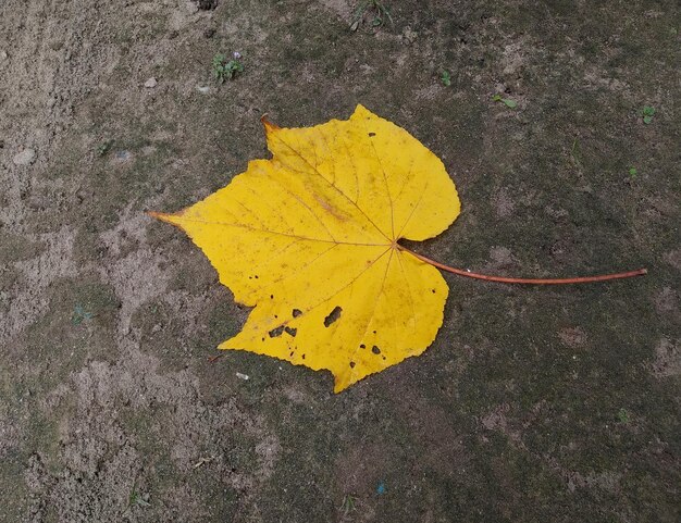 Een geel blad op de grond met het woord maple erop