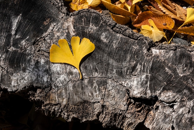 Een geel blad van Ginkgo Biloba gerangschikt op een gestructureerde stam verlicht met een zacht natuurlijk licht.