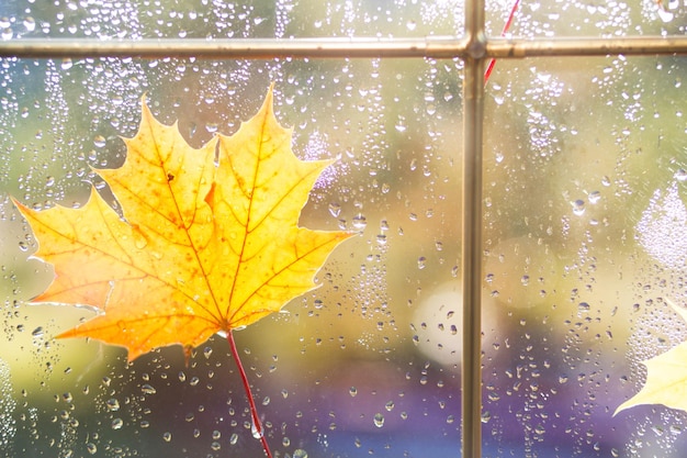 Een geel droog esdoornblad plakte aan het natte glas van het raam met regendruppels herfststemming weersvoorspelling