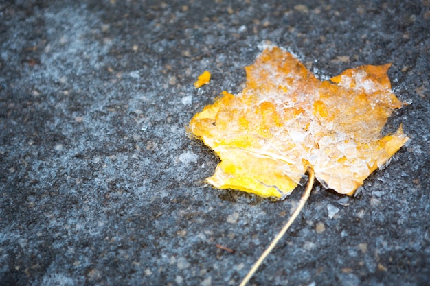 Een geel droog gevallen esdoornblad bevroor in het ijs op het asfalt. De eerste herfstvorst, oktober, november. Blad bevroren in het ijs, close-up
