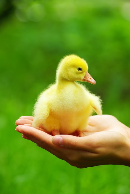 Een geel pluizig gansje in de hand