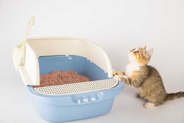 Een geïsoleerde kat in een kattenbak onderstreept het belang van dierenzorg en hygiëne De kattenbak tegen een ongerepte witte achtergrond is waar de kat zit voor zijn toiletbehoeften