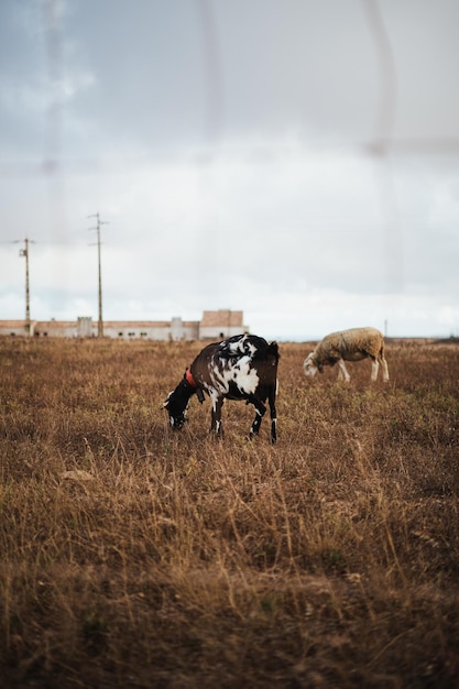 Een geit die droog gras graast op het platteland van het zuiden van Portugal Het is naast een schaap