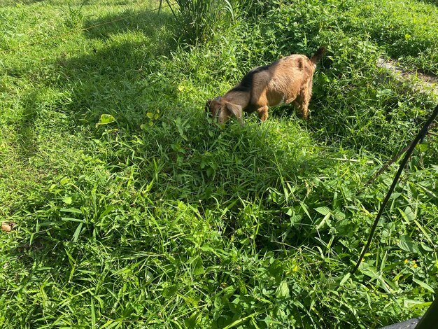 Een geit in een grasveld