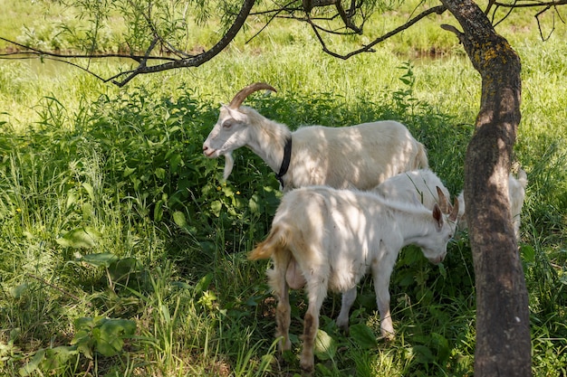 Een geit met twee kinderen staat in de schaduw van een boom bij de rivier. geiten eten groen gras in de buurt van een boom.