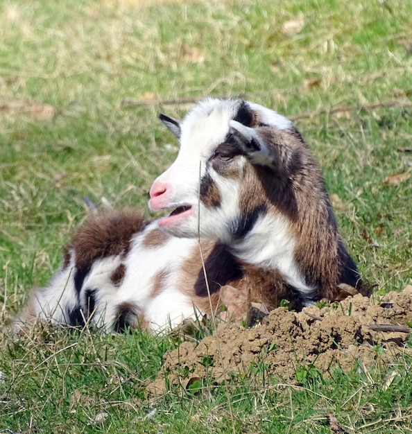 Een geitje rust op een grasveld.