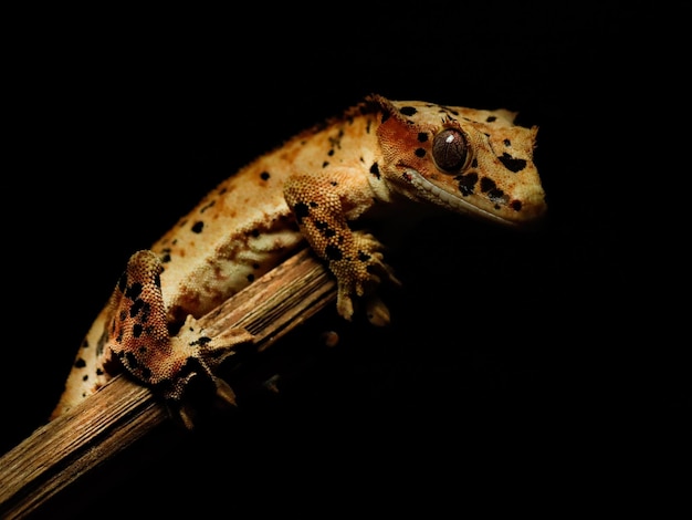 Een gekko op een stok met een zwarte achtergrond