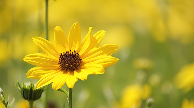 Een gele bloem in een bloemenveld