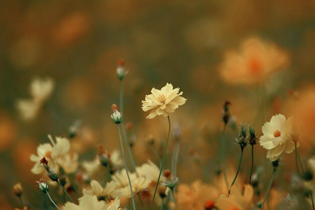 Een gele bloem in een bloemenveld