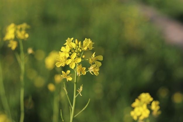 Een gele bloem in een groen veld