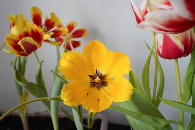 Foto een gele bloem in een pot met rode en witte tulpen.