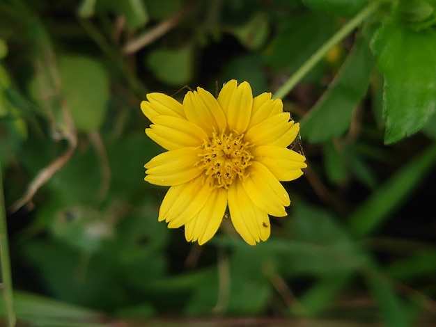 Een gele bloem in het gras