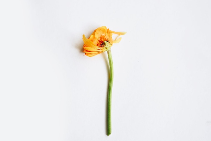 Foto een gele bloem met de steel er nog aan vast